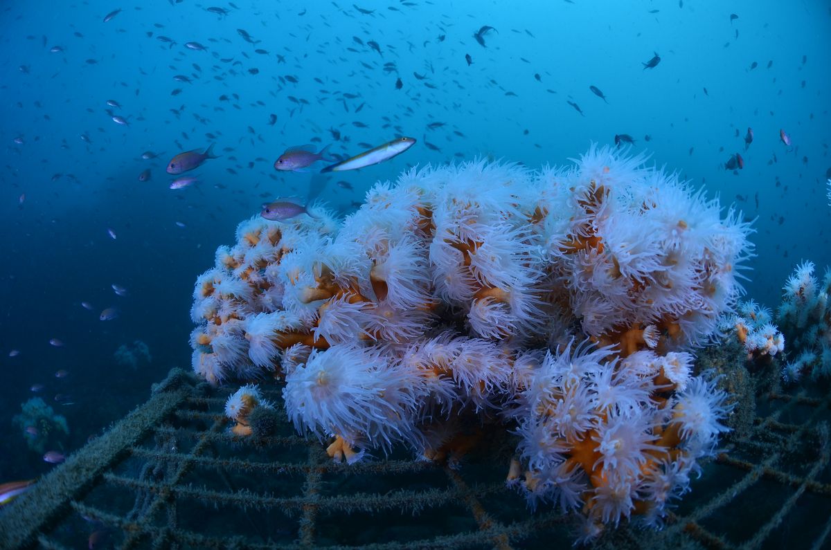 Coral Guardian