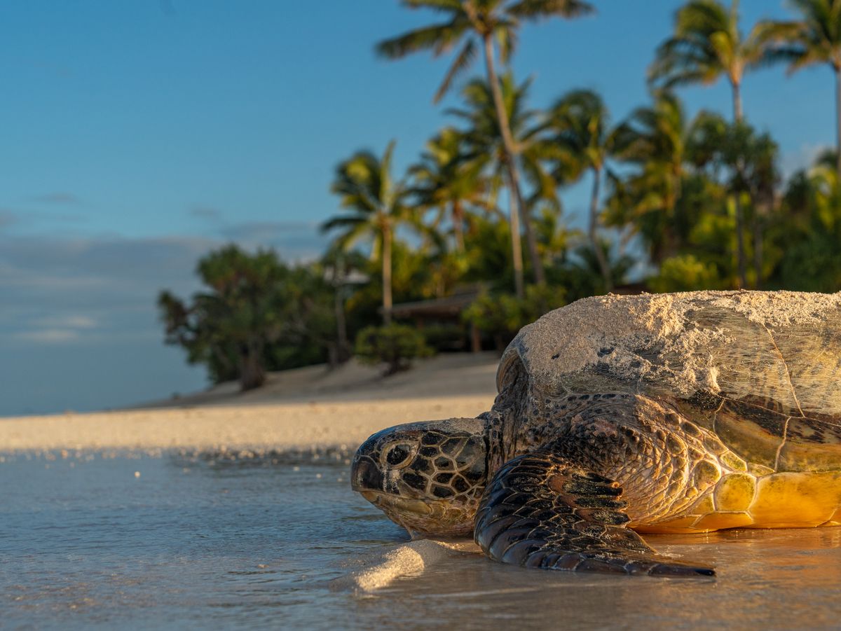 Te Mana O Te Moana