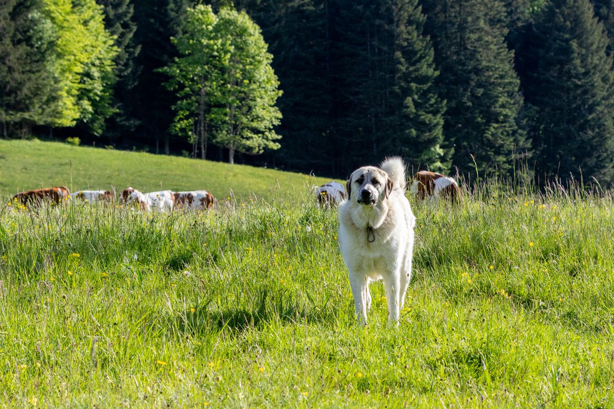 Vigie Jura