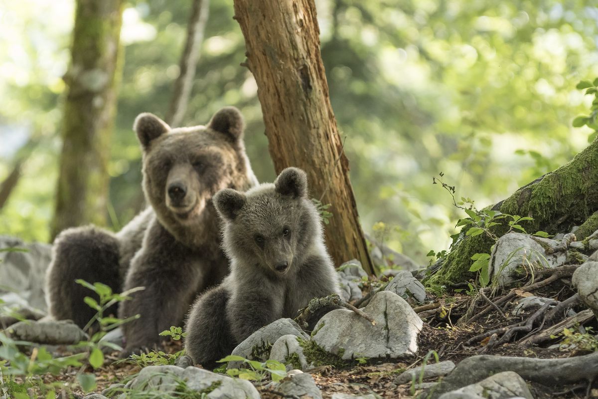 Pays de l&rsquo;Ours – Adet