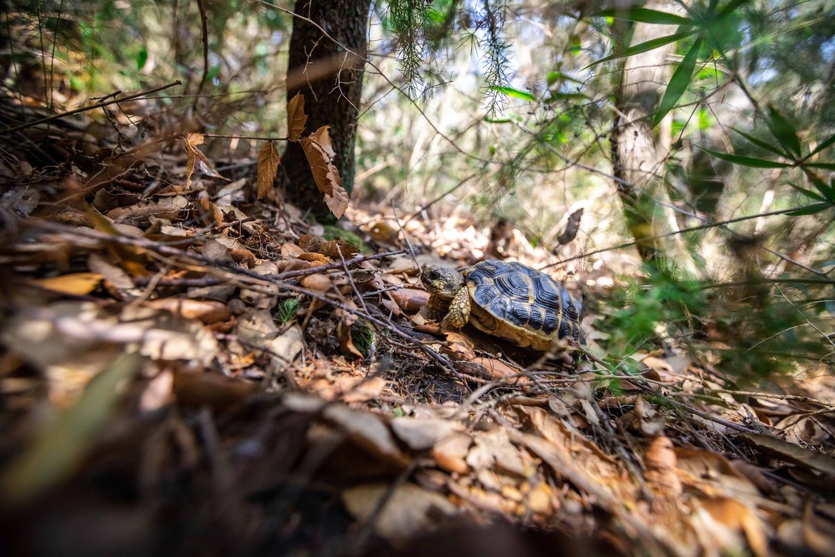Station d&rsquo;Observation et de Protection des Tortues et de leurs Milieux (SOPTOM)