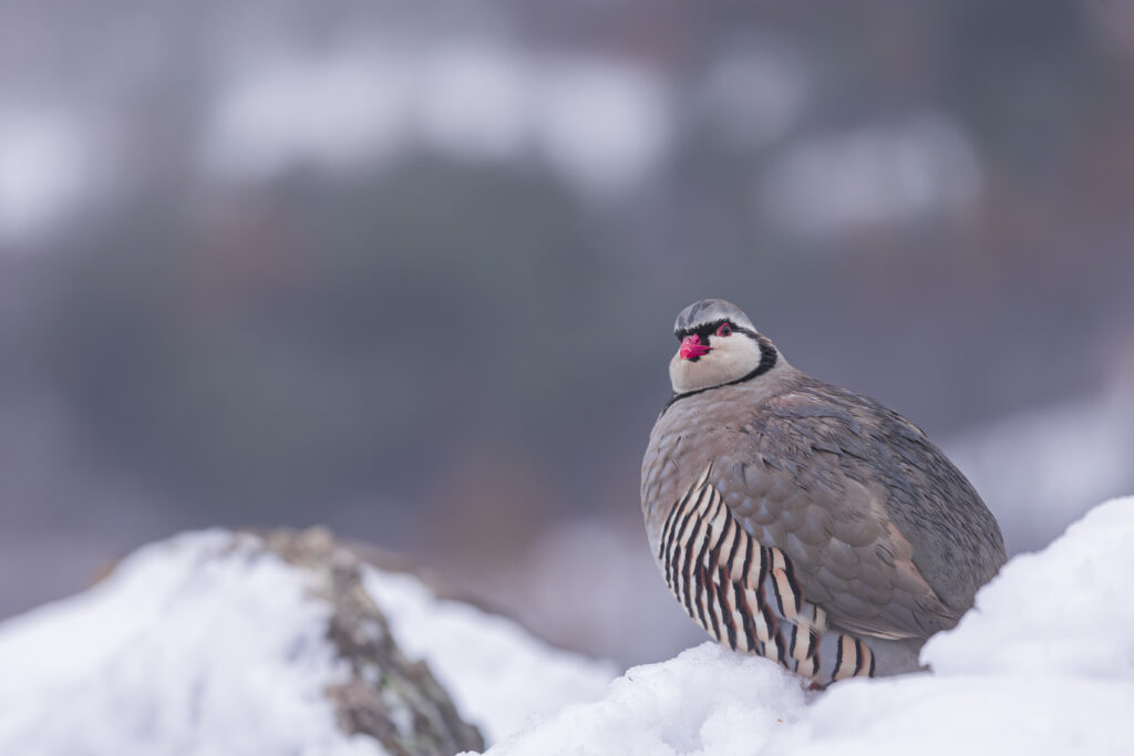 Observatoire des Galliformes de Montagne
